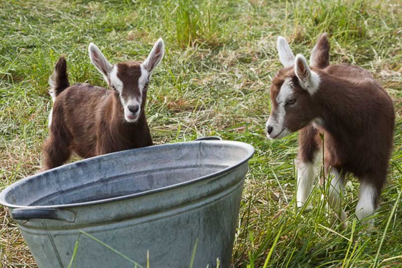 twee dwerggeiten met een bak water in de wei